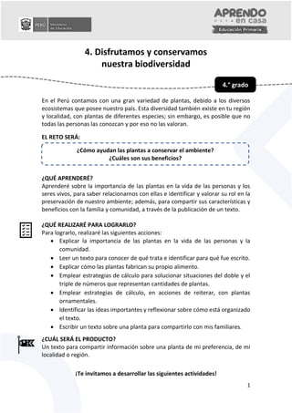 0
1
4. Disfrutamos y conservamos
nuestra biodiversidad
En el Perú contamos con una gran variedad de plantas, debido a los diversos
ecosistemas que posee nuestro país. Esta diversidad también existe en tu región
y localidad, con plantas de diferentes especies; sin embargo, es posible que no
todas las personas las conozcan y por eso no las valoran.
EL RETO SERÁ:
¿QUÉ APRENDERÉ?
Aprenderé sobre la importancia de las plantas en la vida de las personas y los
seres vivos, para saber relacionarnos con ellas e identificar y valorar su rol en la
preservación de nuestro ambiente; además, para compartir sus características y
beneficios con la familia y comunidad, a través de la publicación de un texto.
¿QUÉ REALIZARÉ PARA LOGRARLO?
Para lograrlo, realizaré las siguientes acciones:
 Explicar la importancia de las plantas en la vida de las personas y la
comunidad.
 Leer un texto para conocer de qué trata e identificar para qué fue escrito.
 Explicar cómo las plantas fabrican su propio alimento.
 Emplear estrategias de cálculo para solucionar situaciones del doble y el
triple de números que representan cantidades de plantas.
 Emplear estrategias de cálculo, en acciones de reiterar, con plantas
ornamentales.
 Identificar las ideas importantes y reflexionar sobre cómo está organizado
el texto.
 Escribir un texto sobre una planta para compartirlo con mis familiares.
¿CUÁL SERÁ EL PRODUCTO?
Un texto para compartir información sobre una planta de mi preferencia, de mi
localidad o región.
¡Te invitamos a desarrollar las siguientes actividades!
¿Cómo ayudan las plantas a conservar el ambiente?
¿Cuáles son sus beneficios?
4.° grado
 