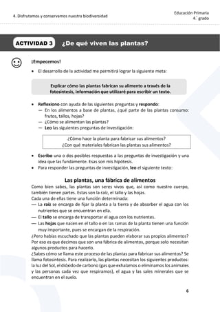 4. Disfrutamos y conservamos nuestra biodiversidad
6
Educación Primaria
4.°
grado
¡Empecemos!
 El desarrollo de la actividad me permitirá lograr la siguiente meta:
 Reflexiono con ayuda de las siguientes preguntas y respondo:
— En los alimentos a base de plantas, ¿qué parte de las plantas consumo:
frutos, tallos, hojas?
— ¿Cómo se alimentan las plantas?
— Leo las siguientes preguntas de investigación:
¿Cómo hace la planta para fabricar sus alimentos?
¿Con qué materiales fabrican las plantas sus alimentos?
 Escribo una o dos posibles respuestas a las preguntas de investigación y una
idea que las fundamente. Esas son mis hipótesis.
 Para responder las preguntas de investigación, leo el siguiente texto:
Las plantas, una fábrica de alimentos
Como bien sabes, las plantas son seres vivos que, así como nuestro cuerpo,
también tienen partes. Estas son la raíz, el tallo y las hojas.
Cada una de ellas tiene una función determinada:
— La raíz se encarga de fijar la planta a la tierra y de absorber el agua con los
nutrientes que se encuentran en ella.
— El tallo se encarga de transportar el agua con los nutrientes.
— Las hojas que nacen en el tallo o en las ramas de la planta tienen una función
muy importante, pues se encargan de la respiración.
¿Pero habías escuchado que las plantas pueden elaborar sus propios alimentos?
Por eso es que decimos que son una fábrica de alimentos, porque solo necesitan
algunos productos para hacerlo.
¿Sabes cómo se llama este proceso de las plantas para fabricar sus alimentos? Se
llama fotosíntesis. Para realizarlo, las plantas necesitan los siguientes productos:
la luz del Sol, el dióxido de carbono (gas que exhalamos o eliminamos los animales
y las personas cada vez que respiramos), el agua y las sales minerales que se
encuentran en el suelo.
ACTIVIDAD 3 ¿De qué viven las plantas?
Explicar cómo las plantas fabrican su alimento a través de la
fotosíntesis, información que utilizaré para escribir un texto.
 