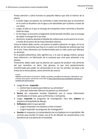 4. Disfrutamos y conservamos nuestra biodiversidad
7
Educación Primaria
4.°
grado
Presta atención a cómo funciona la pequeña fábrica que está al interior de la
planta:
— Cuando riegas una planta, los nutrientes o sales minerales que se encuentran
en el suelo se disuelven con el agua y son absorbidos por la planta a través de
sus raíces.
— Luego, el tallo es el que se encarga de transportar estos nutrientes y llevarlos
hasta las hojas.
— En las hojas, se encuentra el pigmento verde llamado clorofila, que se encarga
de captar la energía de la luz solar.
— Asimismo, la planta absorbe el dióxido de carbono que se encuentra en el aire,
a través de los poros de las hojas llamados estomas.
Como te habrás dado cuenta, una planta no podría sobrevivir sin agua, sin la luz
del Sol, sin los nutrientes que hay en el suelo y sin el dióxido de carbono que hay
en el aire. Estos elementos son fundamentales para su vida y para que fabrique
su alimento.
En la palabra fotosíntesis, foto significa luz, a la cual se agrega síntesis, porque
hace referencia a la fabricación de la sustancia que sirve para alimentar a las
plantas.
Finalmente, debes saber que las plantas son capaces de producir más alimento
del que necesitan, es decir, más glucosa, la que será posteriormente
transformada para poder ser almacenada en la raíz, las semillas, las hojas y los
frutos de la misma planta, como alimento de reserva.
 Luego de leer, respondo:
— ¿Cómo hace la planta para fabricar sus alimentos?
— ¿Con qué materiales fabrican las plantas sus alimentos?
 Reviso mis respuestas iniciales (hipótesis) con la nueva información
identificada en el texto, para confirmarlas o rechazarlas.
 Luego, respondo las preguntas de investigación. Para ello, elaboro un
esquema acompañado de dibujos.
 Reflexiono sobre lo que aprendí:
— ¿Logré comprobar mis hipótesis al leer el texto?
— ¿Logré responder las preguntas de investigación?
 Guardo mi respuesta y la comprobación de mis hipótesis en mi portafolio. Me
servirán para escribir mi texto, con el fin de difundir las características y los
beneficios de una planta de mi localidad.
 