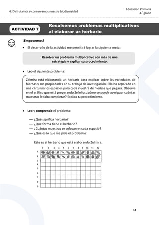 4. Disfrutamos y conservamos nuestra biodiversidad
14
Educación Primaria
4.°
grado
¡Empecemos!
 El desarrollo de la actividad me permitirá lograr la siguiente meta:
 Leo el siguiente problema:
 Leo y comprendo el problema:
— ¿Qué significa herbario?
— ¿Qué forma tiene el herbario?
— ¿Cuántas muestras se colocan en cada espacio?
— ¿Qué es lo que me pide el problema?
Este es el herbario que está elaborando Zelmira:
Resolver un problema multiplicativo con más de una
estrategia y explicar su procedimiento.
ACTIVIDAD 7
Resolvemos problemas multiplicativos
al elaborar un herbario
Zelmira está elaborando un herbario para explicar sobre las variedades de
hierbas y sus propiedades en su trabajo de investigación. Ella ha separado en
una cartulina los espacios para cada muestra de hierbas que pegará. Observa
en el gráfico que está preparando Zelmira, ¿cómo se puede averiguar cuántas
muestras le falta completar? Explica tu procedimiento.
 
