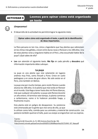 4. Disfrutamos y conservamos nuestra biodiversidad
16
Educación Primaria
4.°
grado
¡Empecemos!
 El desarrollo de la actividad me permitirá lograr la siguiente meta:
La flora peruana es tan rica, única y legendaria que hay plantas que sobreviven
en los climas más gélidos, crecen entre duras rocas o florecen a los 100 años. Una
de estas plantas raras y singulares habita en el Perú. ¿Has escuchado hablar de la
puya? ¿Qué sabes de ella?
 Leo con atención el siguiente texto. Me fijo en cada párrafo y descubro qué
información importante debo subrayar.
La puya
La puya es una planta que vive solamente en lugares
andinos muy fríos, como Áncash y Puno. Crece en suelo
pedregoso y en zonas de gran altura. No solo existe en el
Perú, sino también en Bolivia.
La puya vive por mucho tiempo, pero recién florece cuando
alcanza los 100 años. Es la planta que más tarda en florecer
en el mundo. Esta llega a tener hasta diez mil flores blancas,
más que cualquier otra planta. La puya solo florece durante
un año entero. Al terminar este tiempo, la planta comienza
a carbonizarse, como si le hubieran prendido fuego, y
finalmente muere.
Esta planta está en peligro de desaparecer. Su existencia
está amenazada por la gente que vive cerca de ella, ya que
la utilizan como leña, comida para sus animales y material de construcción. Los
pastores también queman el tallo, pues sus ovejas se enganchan con sus espinas.
Opinar sobre cómo está organizado el texto, a partir de la identificación
de ideas importantes.
Leemos para opinar cómo está organizado
un texto
ACTIVIDAD 8
 