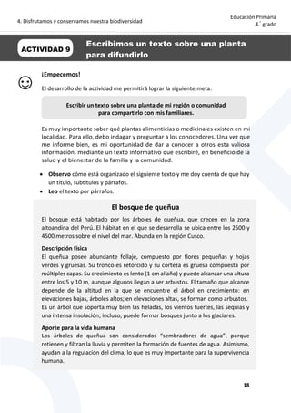 4. Disfrutamos y conservamos nuestra biodiversidad
18
Educación Primaria
4.°
grado
¡Empecemos!
El desarrollo de la actividad me permitirá lograr la siguiente meta:
Es muy importante saber qué plantas alimenticias o medicinales existen en mi
localidad. Para ello, debo indagar y preguntar a los conocedores. Una vez que
me informe bien, es mi oportunidad de dar a conocer a otros esta valiosa
información, mediante un texto informativo que escribiré, en beneficio de la
salud y el bienestar de la familia y la comunidad.
 Observo cómo está organizado el siguiente texto y me doy cuenta de que hay
un título, subtítulos y párrafos.
 Leo el texto por párrafos.
El bosque de queñua
El bosque está habitado por los árboles de queñua, que crecen en la zona
altoandina del Perú. El hábitat en el que se desarrolla se ubica entre los 2500 y
4500 metros sobre el nivel del mar. Abunda en la región Cusco.
Descripción física
El queñua posee abundante follaje, compuesto por flores pequeñas y hojas
verdes y gruesas. Su tronco es retorcido y su corteza es gruesa compuesta por
múltiples capas. Su crecimiento es lento (1 cm al año) y puede alcanzar una altura
entre los 5 y 10 m, aunque algunos llegan a ser arbustos. El tamaño que alcance
depende de la altitud en la que se encuentre el árbol en crecimiento: en
elevaciones bajas, árboles altos; en elevaciones altas, se forman como arbustos.
Es un árbol que soporta muy bien las heladas, los vientos fuertes, las sequías y
una intensa insolación; incluso, puede formar bosques junto a los glaciares.
Aporte para la vida humana
Los árboles de queñua son considerados “sembradores de agua”, porque
retienen y filtran la lluvia y permiten la formación de fuentes de agua. Asimismo,
ayudan a la regulación del clima, lo que es muy importante para la supervivencia
humana.
ACTIVIDAD 9
Escribimos un texto sobre una planta
para difundirlo
Escribir un texto sobre una planta de mi región o comunidad
para compartirlo con mis familiares.
 