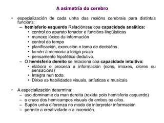 A asimetría do cerebro especialización de cada unha das rexións cerebrais para distintas funcións: hemisferio esquerdo  Relaciónase coa  capacidade analítica:   control do aparato fonador e funcións lingüísticas  manexo lóxico da información control do tempo planificación, execución e toma de decisións tamén á memoria a longo prazo  pensamento hipotético dedutivo.  O  hemisferio dereito  se relaciona coa  capacidade intuitiva: elabora e procesa a información (sons, imaxes, olores ou sensacións)  Integra nun todo.  Dirixe as habilidades visuais, artísticas e musicais A especialización determina: uso dominante da man dereita (rexida polo hemisferio esquerdo)  o cruce dos hemicampos visuais de ambos os ollos. Supón unha diferenza no modo de interpretar información permite a creatividade e a invención. 
