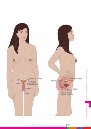 Manual para talleres en salud sexual y reproductiva 207
FichasconceptualesElcuerpoyelfuncionamientodelosórganosgenitales
 