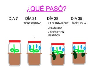 ¿QUÉ PASÓ? 
DÍA 7 DÍA 21 DÍA 28 DIA 35 
TIENE GOTITAS LA PLANTA SIGUE SIGEN IGUAL 
CRESIENDO 
Y CRECIERON 
PASTITOS 
 