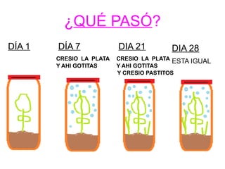 ¿QUÉ PASÓ? 
DÍA 1 DÍA 7 DIA 21 
CRESIO LA PLATA CRESIO LA PLATA 
Y AHI GOTITAS Y AHI GOTITAS 
DIA 28 
ESTA IGUAL 
Y CRESIO PASTITOS 
 