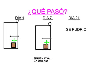 ¿QUÉ PASÓ? 
DÍA 1 DIA 7 DÍA 21 
SIGUEN VIVA . 
NO CNABIO 
SE PUDRIO 
 