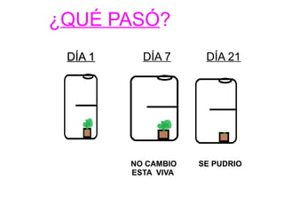 ¿QUÉ PASÓ? 
DDÍÍAA 11 DÍA 7 DÍA 21 
NO CAMBIO SE PUDRIO 
ESTA VIVA 
 