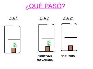 ¿QUÉ PASÓ? 
DÍA 1 DÍA 7 DÍA 21 
SIGUE VIVA SE PUDRIO 
NO CAMBIO. 
 