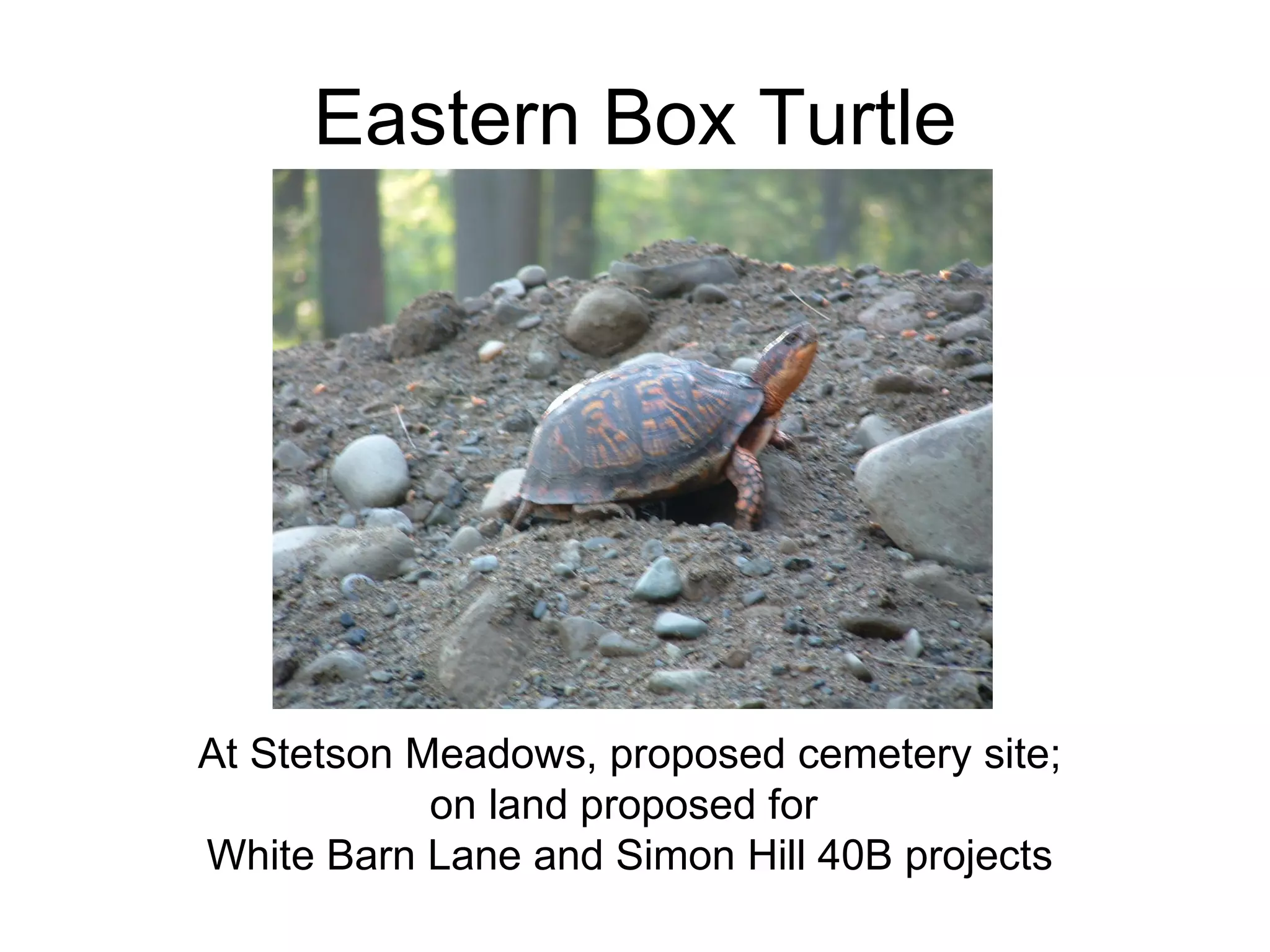Eastern Box Turtle At Stetson Meadows, proposed cemetery site; on land proposed for  White Barn Lane and Simon Hill 40B projects 