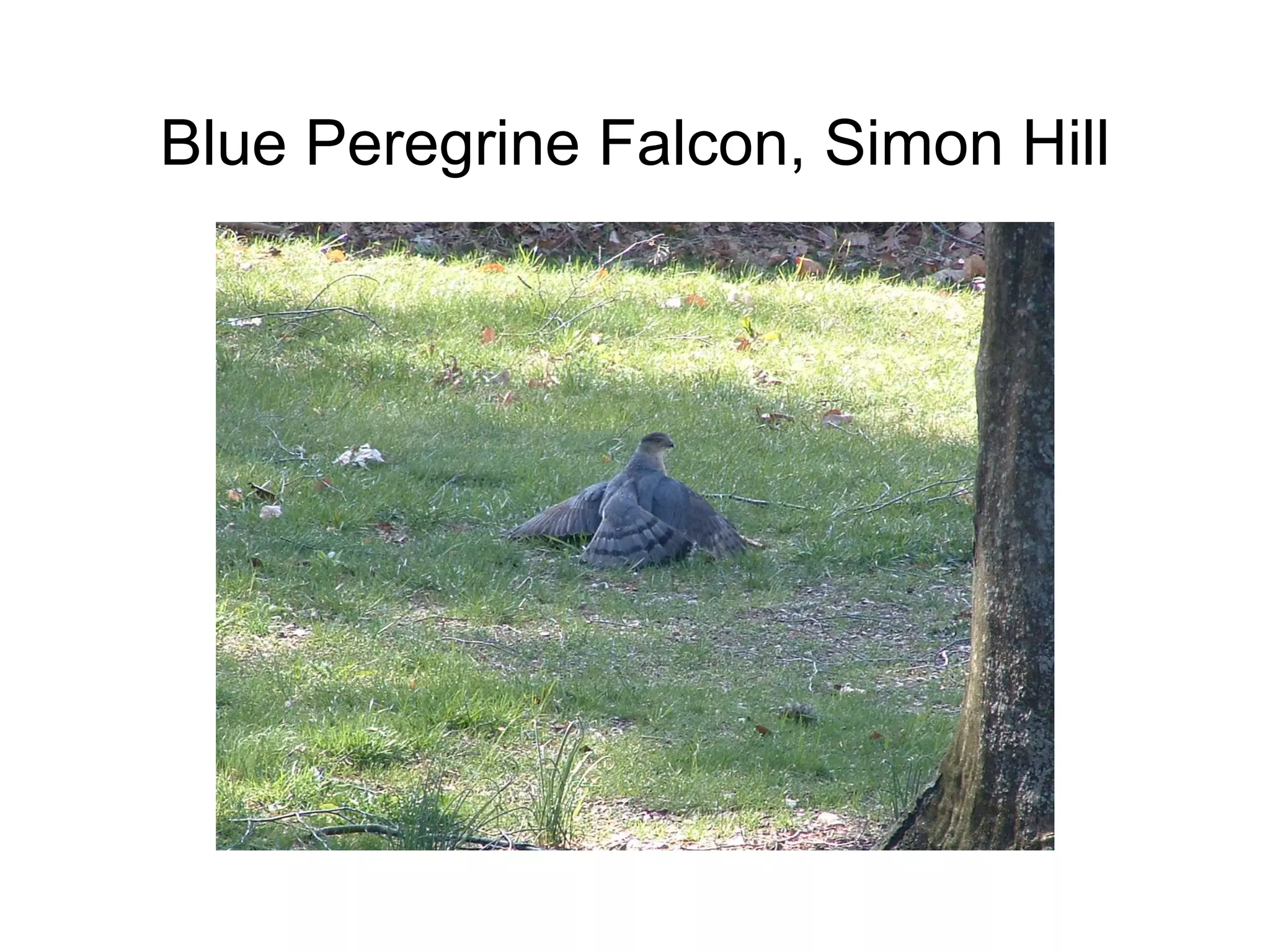 Blue Peregrine Falcon, Simon Hill 
