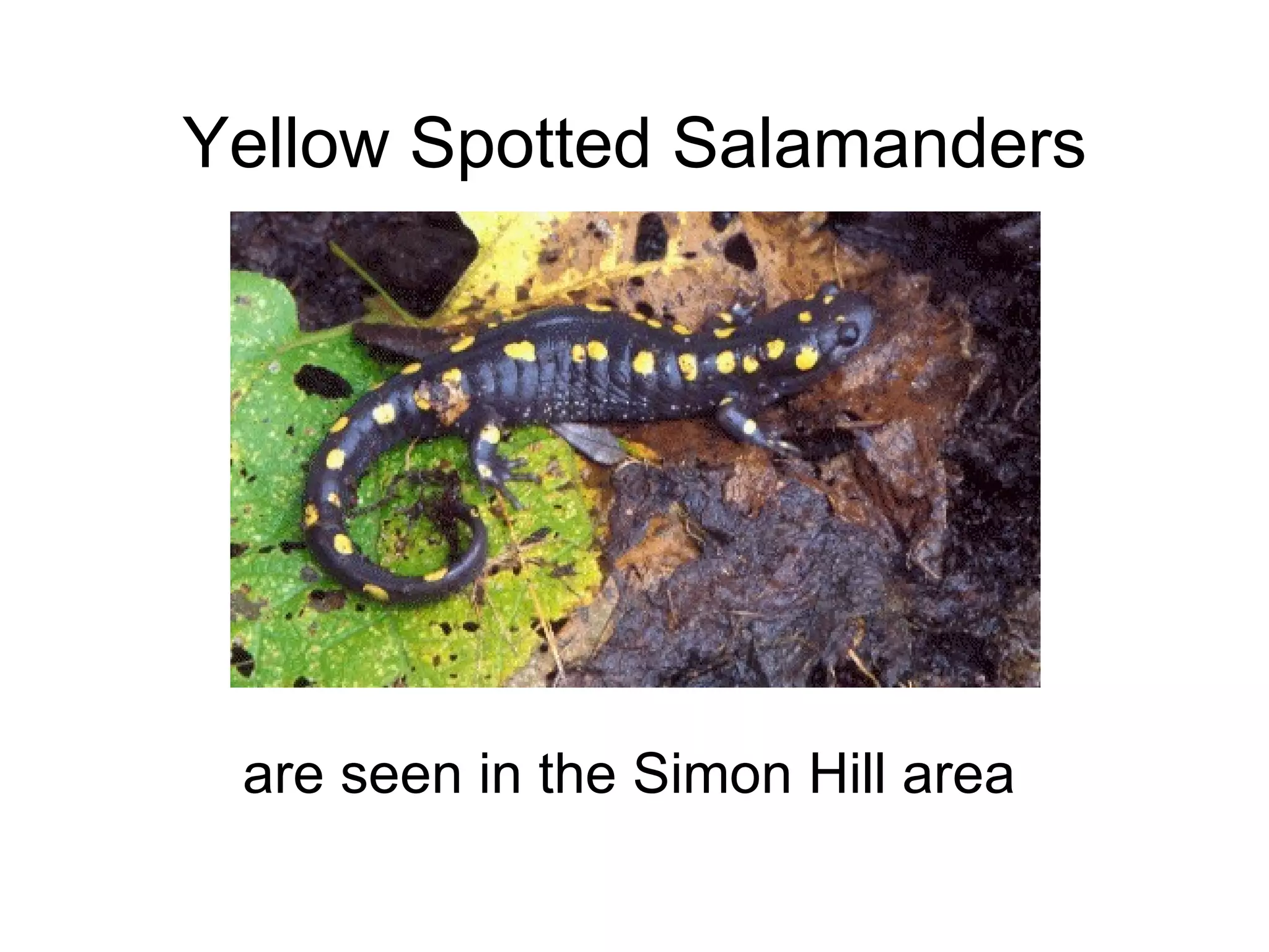 Yellow Spotted Salamanders are seen in the Simon Hill area 