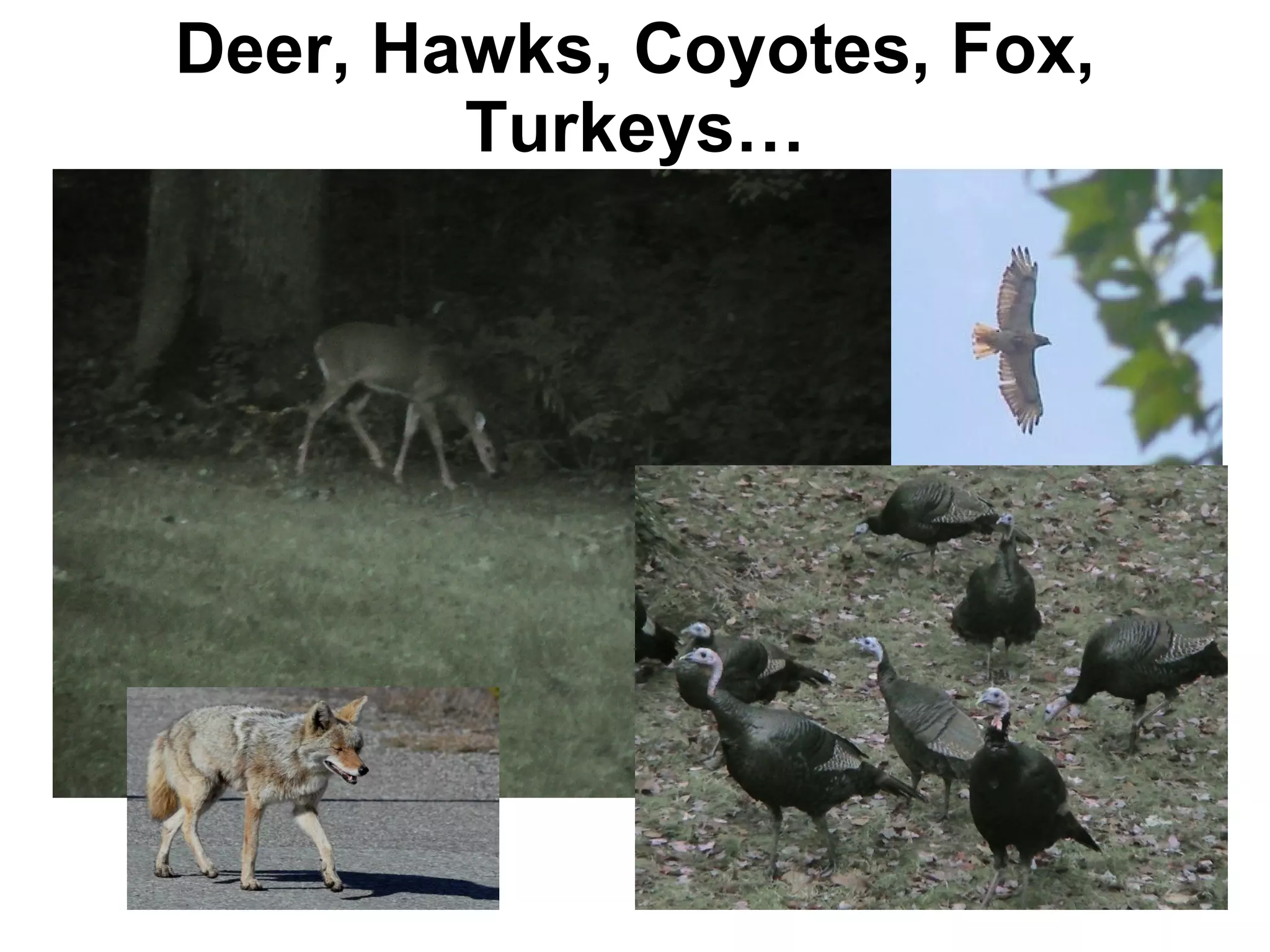 Deer, Hawks, Coyotes, Fox, Turkeys… 