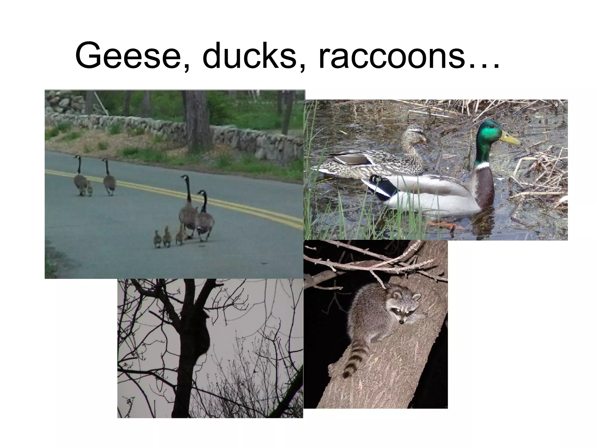 Geese, ducks, raccoons…  