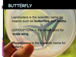 BUTTERFLY
Lepidoptera is the scientific name for
insects such as butterflies and moths.
LEPIDOPTERA is the Greek word for
‘scale wing’.
Rhopalocera is the scientific name for
butterfly.
 