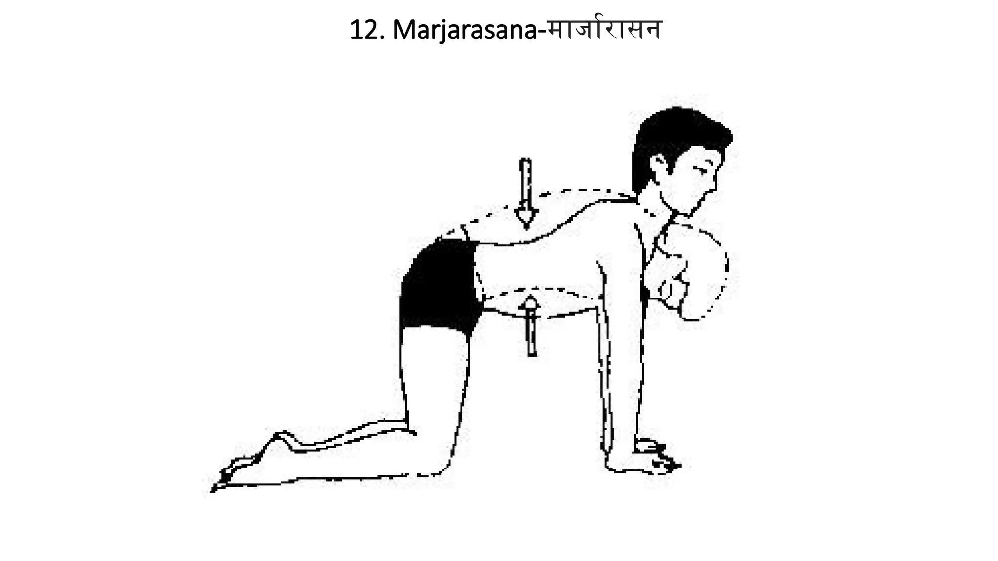 12. Marjarasana-मार्जारासन
 