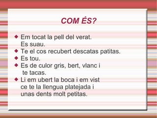 COM ÉS?
 Em tocat la pell del verat.
Es suau.
 Te el cos recubert descatas patitas.
 Es tou.
 Es de culor gris, bert, vlanc i
te tacas.
 Li em ubert la boca i em vist
ce te la llengua platejada i
unas dents molt petitas.
 