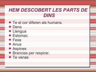 HEM DESCOBERT LES PARTS DE
DINS
 Te el cor diferen als humans.
 Dens
 Llengua
 Estomac
 Fexe
 Anus
 Aspines
 Brancias per respirar.
 Te venas
 