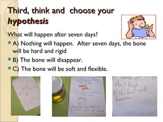 ThirdThird,, thinkthink andand choosechoose youryour
hypothesishypothesis
What will happen after seven days?
A) Nothing will happen. After seven days, the bone
will be hard and rigid
B) The bone will disappear.
C) The bone will be soft and flexible.