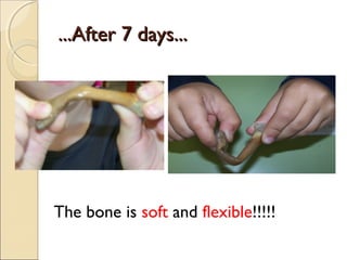 ...After 7 days......After 7 days...
The bone is soft and flexible!!!!!