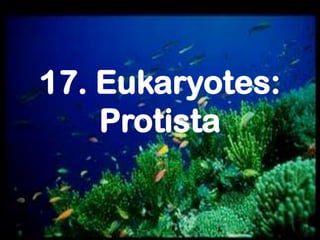 17. Eukaryotes:
Protista

 