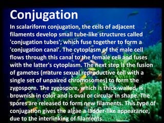 Conjugation
In scalariform conjugation, the cells of adjacent
filaments develop small tube-like structures called
'conjugation tubes', which fuse together to form a
'conjugation canal'. The cytoplasm of the male cell
flows through this canal to the female cell and fuses
with the latter's cytoplasm. The next step is the fusion
of gametes (mature sexual reproductive cell with a
single set of unpaired chromosomes) to form the
zygospore. The zygospore, which is thick-walled, is
brownish in color and is oval or circular in shape. The
spores are released to form new filaments. This type of
conjugation gives the algae a ladder-like appearance,
due to the interlinking of filaments.

 