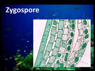 Zygospore

 