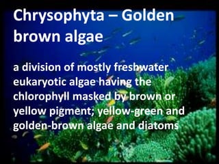 Chrysophyta – Golden
brown algae
a division of mostly freshwater
eukaryotic algae having the
chlorophyll masked by brown or
yellow pigment; yellow-green and
golden-brown algae and diatoms

 