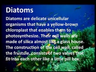 Diatoms
Diatoms are delicate unicellular
organisms that have a yellow-brown
chloroplast that enables them to
photosynthesize. Their cell walls are
made of silica almost like a glass house.
The construction of the cell wall, called
the frustule, consists of two valves that
fit into each other like a little pill box.

 