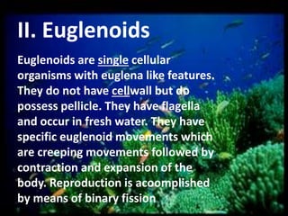 II. Euglenoids
Euglenoids are single cellular
organisms with euglena like features.
They do not have cellwall but do
possess pellicle. They have flagella
and occur in fresh water. They have
specific euglenoid movements which
are creeping movements followed by
contraction and expansion of the
body. Reproduction is acoomplished
by means of binary fission

 