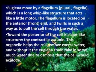 •Euglena move by a flagellum (plural ‚ flagella),
which is a long whip-like structure that acts
like a little motor. The flagellum is located on
the anterior (front) end, and twirls in such a
way as to pull the cell through the water.
•Toward the posterior of the cell is a star-like
structure: the contractile vacuole. This
organelle helps the cell remove excess water,
and without it the euglena could take in some
much water due to osmosis that the cell would
explode.

 