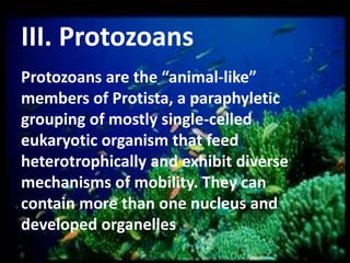III. Protozoans
Protozoans are the “animal-like”
members of Protista, a paraphyletic
grouping of mostly single-celled
eukaryotic organism that feed
heterotrophically and exhibit diverse
mechanisms of mobility. They can
contain more than one nucleus and
developed organelles

 