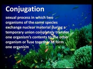Conjugation
sexual process in which two
organisms of the same species
exchange nuclear material during a
temporary union completely transfer
one organism’s contents to the other
organism or fuse together to form
one organism

 