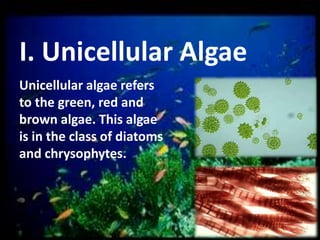 I. Unicellular Algae
Unicellular algae refers
to the green, red and
brown algae. This algae
is in the class of diatoms
and chrysophytes.

 