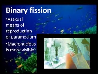 Binary fission
•Asexual
means of
reproduction
of paramecium
•Macronucleus
is more visible

 