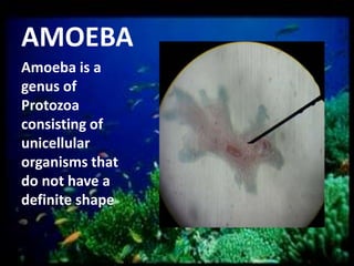 AMOEBA
Amoeba is a
genus of
Protozoa
consisting of
unicellular
organisms that
do not have a
definite shape

 