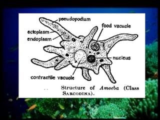 Experiment 17 PROTISTA