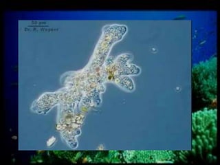 Experiment 17 PROTISTA