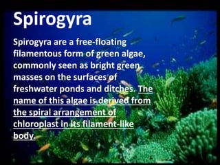 Spirogyra
Spirogyra are a free-floating
filamentous form of green algae,
commonly seen as bright green
masses on the surfaces of
freshwater ponds and ditches. The
name of this algae is derived from
the spiral arrangement of
chloroplast in its filament-like
body.

 