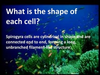 What is the shape of
each cell?
Spirogyra cells are cylindrical in shape and are
connected end to end, forming a long,
unbranched filament-like structure.

 
