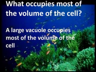 What occupies most of
the volume of the cell?
A large vacuole occupies
most of the volume of the
cell

 