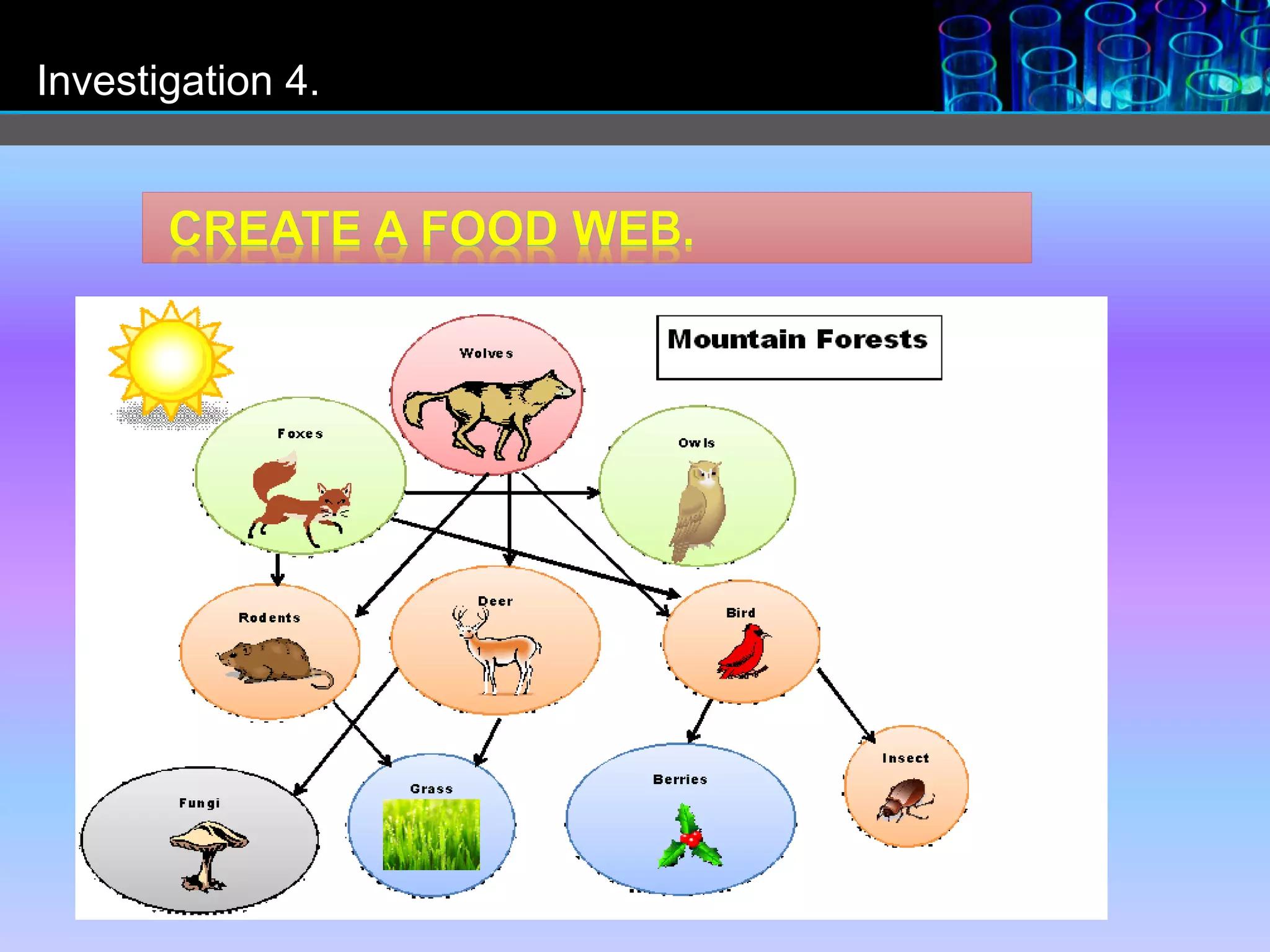 Experiment 4. Create your food web. | PPTX