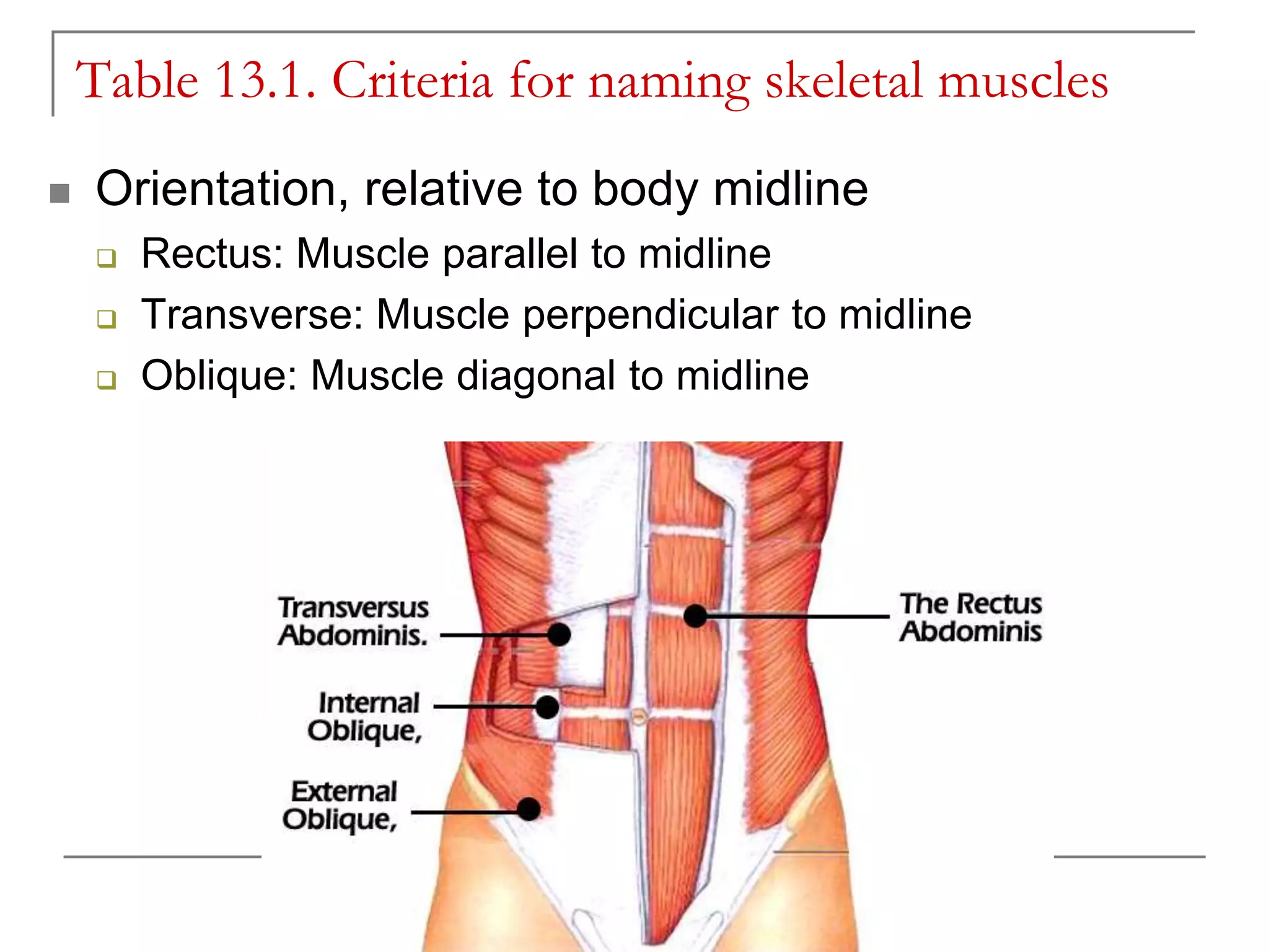 Skeletal muscles ppt.pptx
