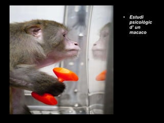 Estudi psicològic d’ un macaco 
