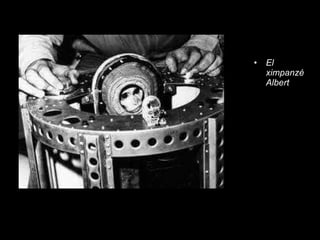 El ximpanzéAlbert 