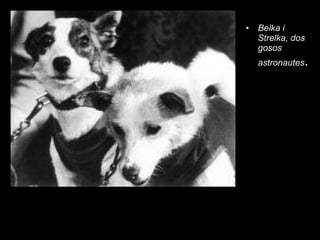Belka i Strelka, dos gosos  astronautes . 