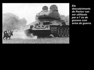 Els descobriments de Pavlov van ser utilitzats per a l’ ús de gossos com arma de guerra. 