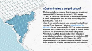 ¿Qué animales y en qué casos?
Efectivamente la mayor parte de animales que se usan son
roedores (63,5%), seguido de peces (17,3%), y aves
(12,4%). Y, dentro de los roedores, la especie principal es
el ratón. Se registraron 460.761 usos de ratones (56,4%)
durante 2019. Más de la
mitad de los animales que se usan en experimentación son
ratones. El uso de perros y gatos en experimentos de
laboratorio ha ido en aumento En 2017, se hicieron pruebas
animales, 80.000 más que en 2016, según el informe recién
publicado por la Oficina del Consumidor y Seguridad
Alimentaria. En 2106, de ese medio millón utilizado en
universidades, hospitales y laboratorios farmacéuticos, 656
eran canes y 89 felinos; en 2017 fueron 909 y 200,
respectivamente. El 90% del conjunto de animales utilizado
murió durante las pruebas, o fue sacrificado poco después.
 