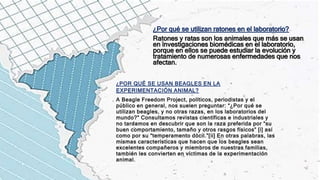 ¿Por qué se utilizan ratones en el laboratorio?
Ratones y ratas son los animales que más se usan
en investigaciones biomédicas en el laboratorio,
porque en ellos se puede estudiar la evolución y
tratamiento de numerosas enfermedades que nos
afectan.
¿POR QUÉ SE USAN BEAGLES EN LA
EXPERIMENTACIÓN ANIMAL?
A Beagle Freedom Project, políticos, periodistas y el
público en general, nos suelen preguntar: “¿Por qué se
utilizan beagles, y no otras razas, en los laboratorios del
mundo?” Consultamos revistas científicas e industriales y
no tardamos en descubrir que son la raza preferida por “su
buen comportamiento, tamaño y otros rasgos físicos” [i] así
como por su “temperamento dócil.”[ii] En otras palabras, las
mismas características que hacen que los beagles sean
excelentes compañeros y miembros de nuestras familias,
también les convierten en víctimas de la experimentación
animal.
 