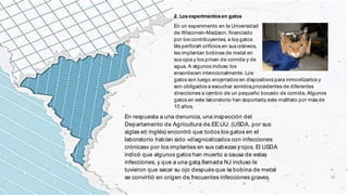 2. Losexperimentosen gatos
En un experimento en la Universidad
de Wisconsin-Madison, financiado
por los contribuyentes, a los gatos
les perforan orificios en sus cráneos,
les implantan bobinas de metal en
sus ojos y los privan de comida y de
agua. A algunos incluso los
ensordecen intencionalmente. Los
gatos son luego encerrados en dispositivos para inmovilizarlos y
son obligados a escuchar sonidos procedentes de diferentes
direcciones a cambio de un pequeño bocado de comida. Algunos
gatos en este laboratorio han soportado este maltrato por más de
10 años.
En respuesta a una denuncia, una inspección del
Departamento de Agricultura de EE.UU. (USDA, por sus
siglas en inglés) encontró que todos los gatos en el
laboratorio habían sido «diagnosticados con infecciones
crónicas» por los implantes en sus cabezas y ojos. El USDA
indicó que algunos gatos han muerto a causa de estas
infecciones, y que a una gata llamada NJ incluso le
tuvieron que sacar su ojo después que la bobina de metal
se convirtió en origen de frecuentes infecciones graves.
 